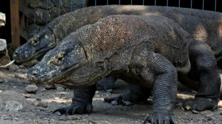 Komodo Milik Siapa, Indonesia atau Australia