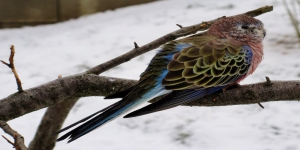 Daftar Burung Peliharaan yang Tidak Berisik Tapi Punya Warna Menarik