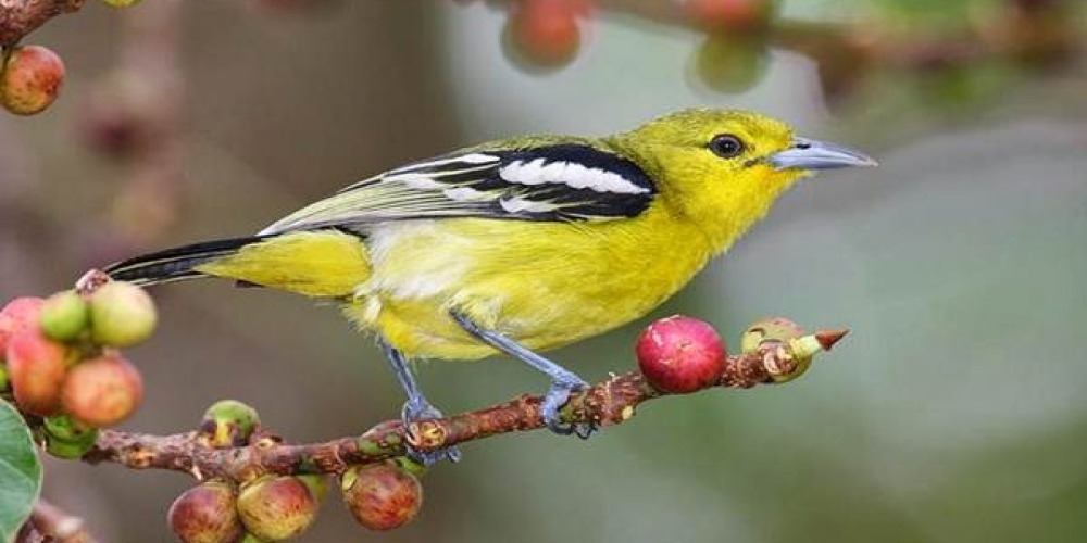 Berbagai Jenis Burung Peliharaan Punya Suara Mewah dengan Harga Murah