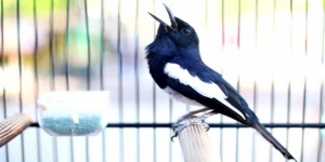 Deretan Burung Peliharaan Mudah Gacor dan Suara Kicau Sangat Merdu