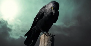 Arti dan Mitos Sebenarnya Mimpi Melihat Burung Gagak, Benarkah Pertanda Kematian?