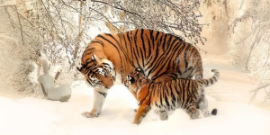 Arti dan Mitos Sebenarnya Mimpi Melihat Harimau yang Jarang Orang Tahu