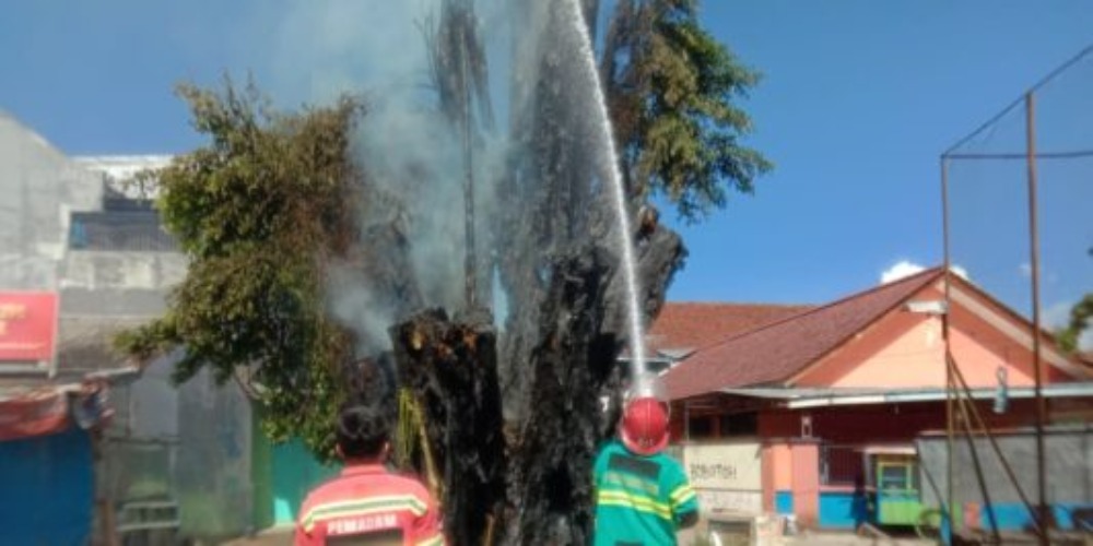 Cerita Misteri Pohon Beringin di Alun-alun yang Disebut Sekdes Memiliki Penunggu