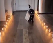 Video Viral Kucing yang Berjalan Bak Fashion Show, Lucu Banget 