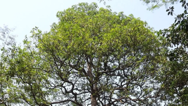 Fakta-fakta Pohon Pule, Pohon Rimbun Penuh Keramat yang Tak Boleh Asal Ditebang