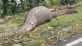 Viral Video Ular Piton Makan Sapi di Sulawesi Selatan, Netizen: Ular Ikutan Lebaran