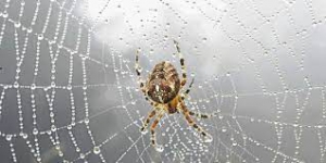Arti Sebenarnya Mimpi Melihat Sarang Laba-laba yang Harus Kamu Tahu