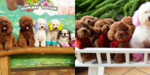 Rumah Guguk, Wisata Terdekat di Bandung yang Cocok untuk Pecinta Anjing