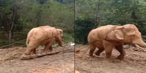 Menyedihkan! Seekor Gajah Diperbudak Manusia Menyeret Pohon Hasil Tebangan Liar di Jalan yang Belumpur, Ini Videonya