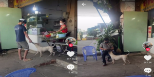 Seekor Anjing Dijadikan Kasir di Sebuah Restoran Viral di Medsos, Ini Videonya
