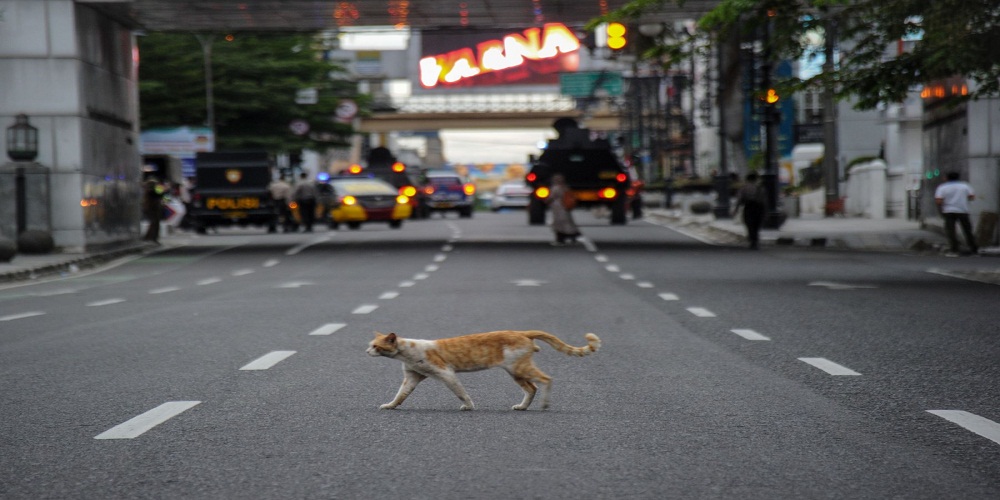 Menabrak kucing di jalan pertanda apa