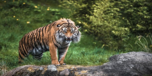 Arti Sebenarnya Mimpi Melihat Harimau Menurut Primbon Jawa, Pertanda akan Ada Kemajuan