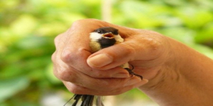 Arti Sebenarnya Mimpi Mendapat Anak Burung Menurut Primbon Jawa, Pertanda Datangnya Kebahagian