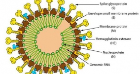 Misteri Virus Corona Wuhan, Ahli: Ada Keanehan