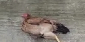 Viral Hewan Ternak Mendadak Mati di Bekasi, Ini Videonya