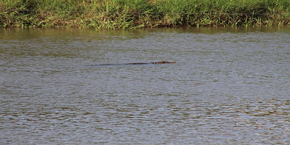 Kisah Masyarakat yang Puluhan Tahun Hidup Berdampingan dengan Ratusan Buaya di Bengkulu