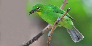 Pecinta Burung Wajib Tahu! Ini 7 Jenis Burung Kicau Cantik dan Termahal di Indonesia