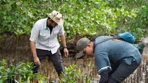 Penanaman Mangrove di Morowali sebagai Langkah Perlindungan Ekosistem Pesisir