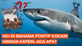 Jejak Narkotika Ditemukan pada Hiu di Bahama, Peneliti Angkat Isu Pencemaran Laut