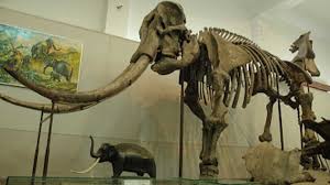 Fosil Gajah dan Buaya Berusia 1,8 Juta Tahun Ditemukan di Bumiayu