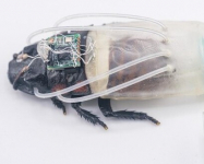 Teknologi Baru! Kecoa Cyborg Mampu Bertahan 3 Jam di Dalam Air