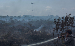 Hujan Deras Bantu Padamkan Karhutla di Bengkalis, Tim Gabungan Tetap Siaga