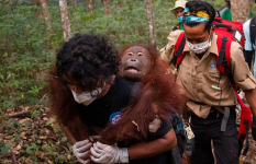         Orangutan Ditemukan Lemas di Ketapang, Asap Karhutla Diduga Jadi Penyebab