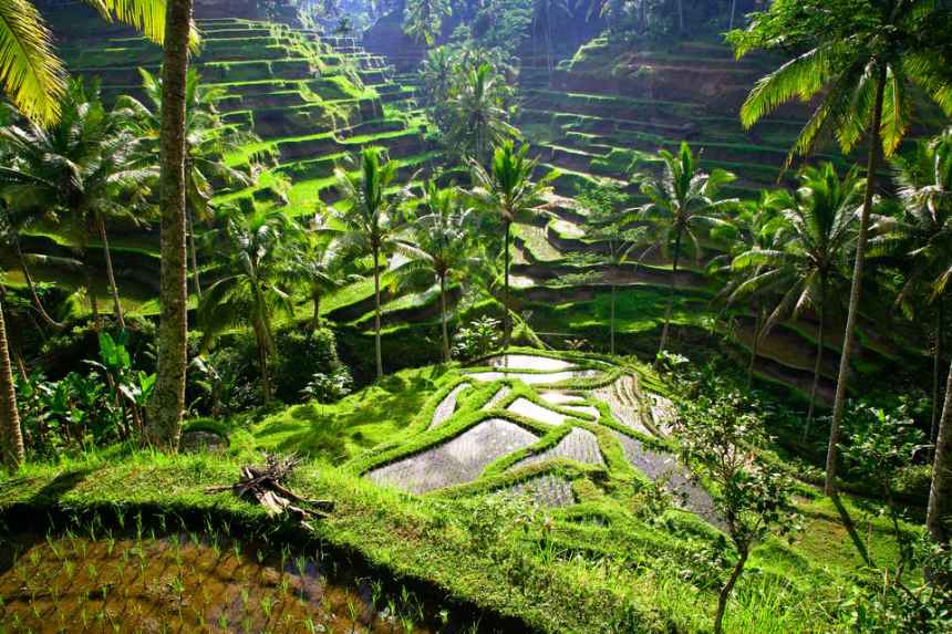 Bangga! Desa Ubud Bali Masuk 10 Desa Paling Indah di Asia 2025 versi Money Control