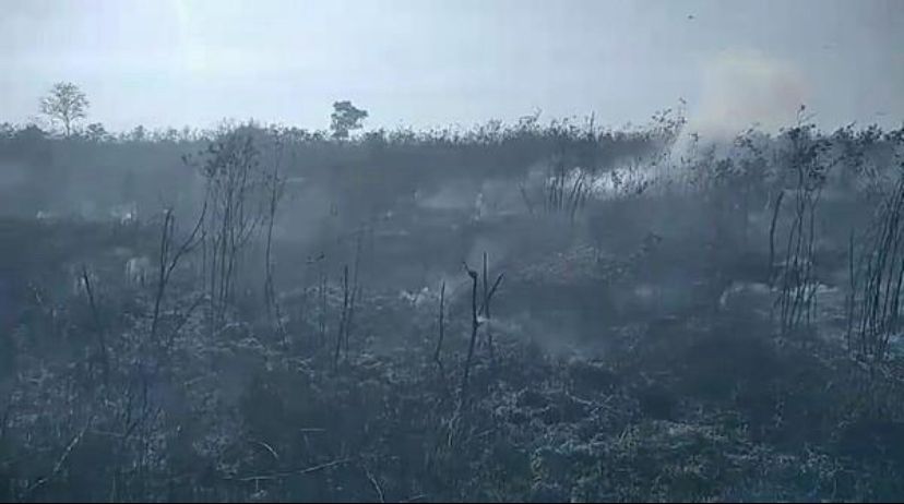 Karhutla Berulang di Way Kambas, DPR Minta Pencegahan dan Pemulihan Habitat Diperkuat
