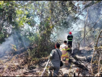 Kebakaran Hutan Dekati IKN, Water Bombing dan Modifikasi Cuaca Dikerahkan