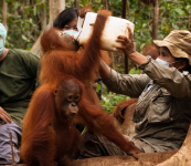 Karhutla Kalbar Paksa Orangutan Keluar Hutan, 25 Satwa Berhasil Diselamatkan