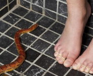 Judul  Karhutla Ganggu Habitat Ular, Benarkah Garam Ampuh Mengusirnya dari Rumah?