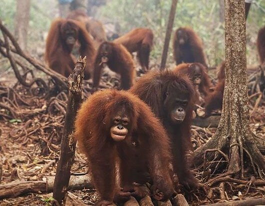 Karhutla Ancam Habitat Orang Utan di Taman Nasional Tanjung Puting, Pemadaman Dilakukan dari Darat dan Udara